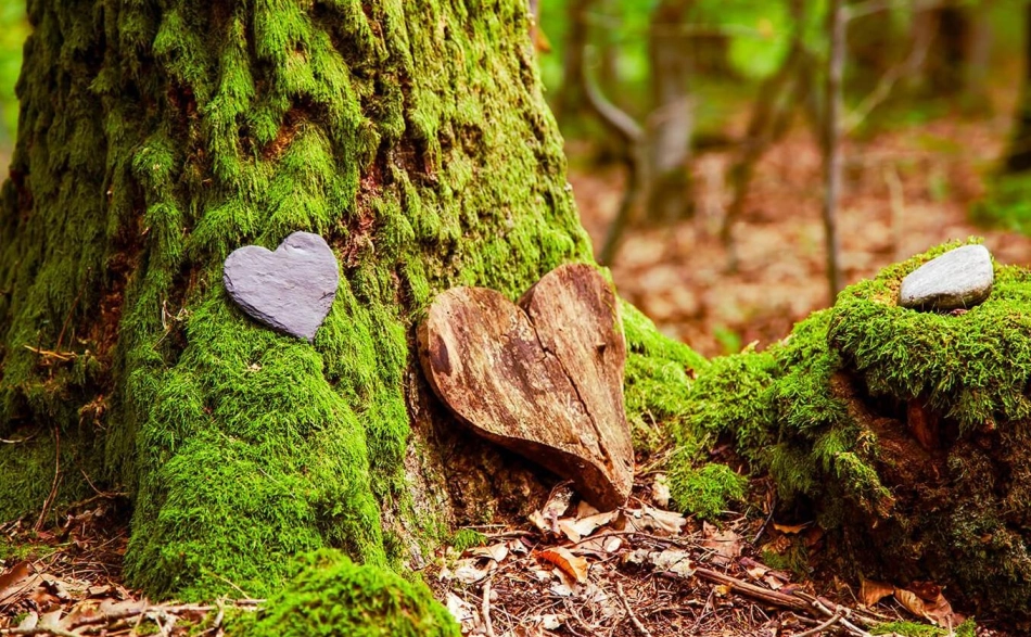 Bestattungswald - Nahaufnahme Baumstamm mit Herz
